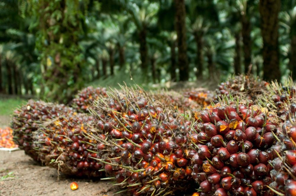 7 Tanaman Indonesia Ini Membuat Lingkungan Lebih Sehat, Sudah Tahu?
