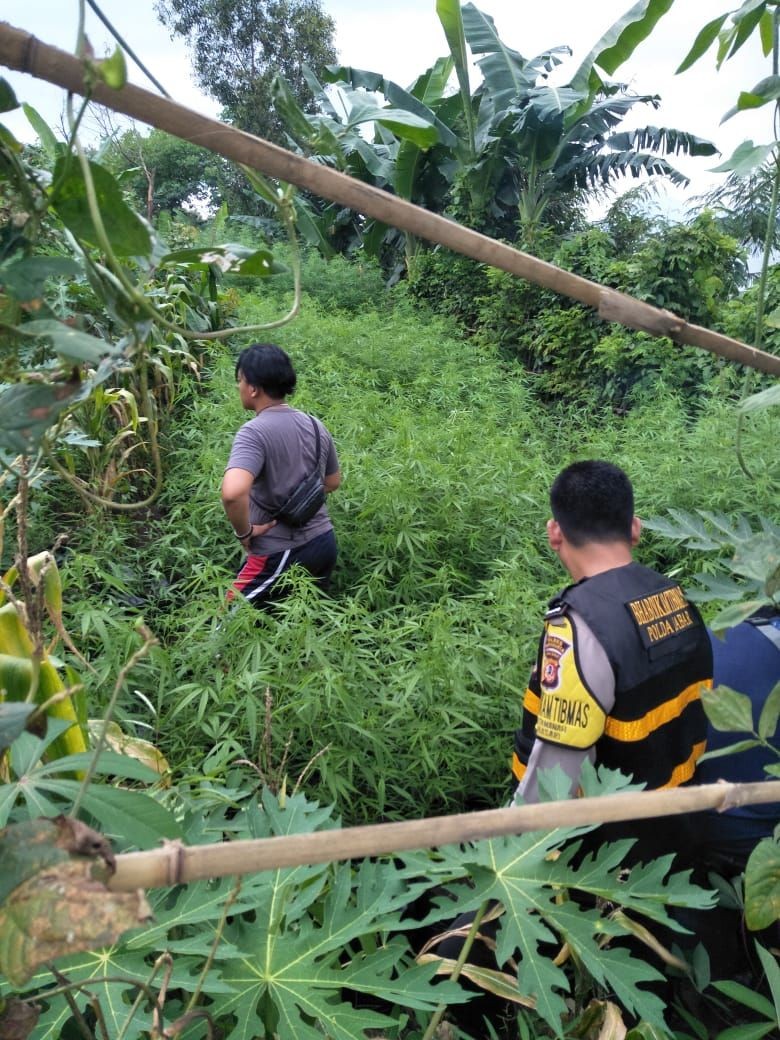 Polisi Antisipasi Keberadaan Ladang Ganja di Kawasan Hutan Karawang