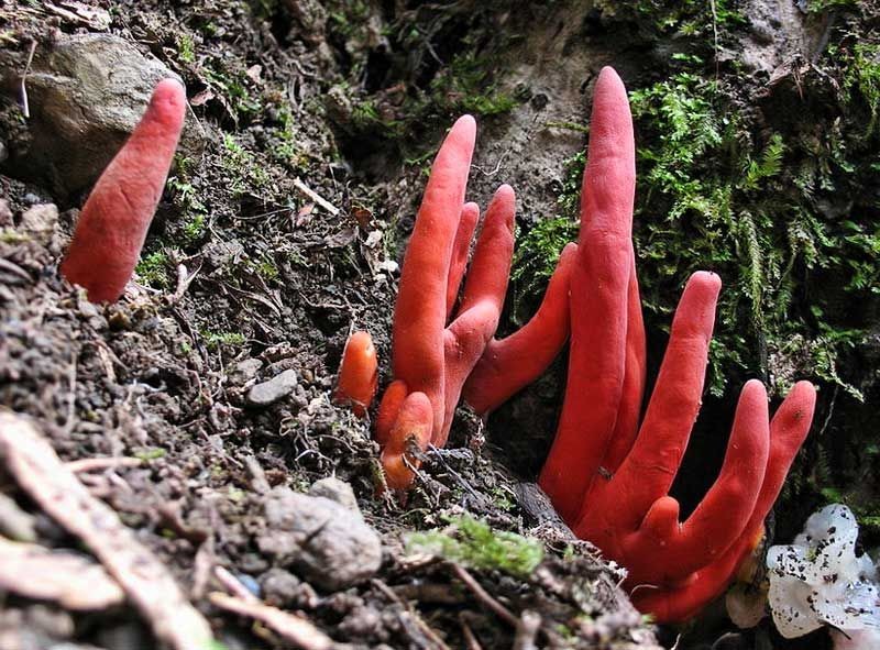 7 Jenis Jamur Beracun, Bisa Bikin Gila Sampai Menyebabkan Kematian