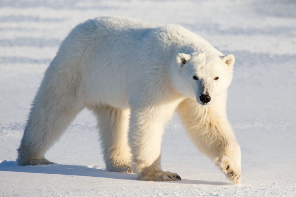 10 Fakta Unik Beruang Kutub  Mulai Jadi Kanibal 