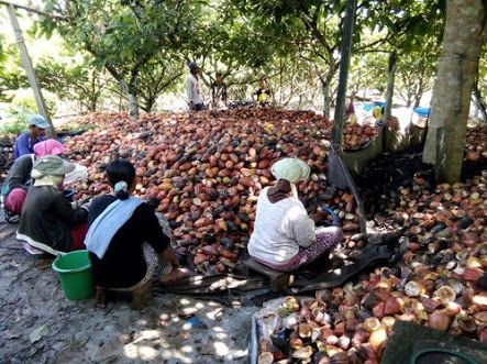 Produksi Tinggi, Kakao Kabupaten Madiun Belum Diolah Maksimal  