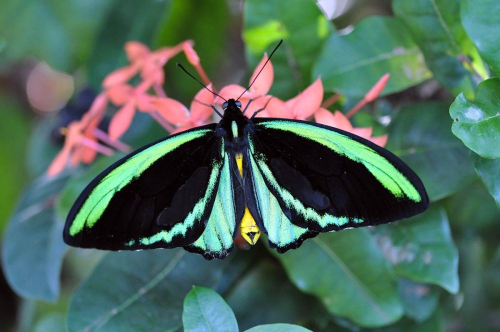 10 Spesies Kupu  kupu  Paling Unik di Dunia Ini Cantik Banget
