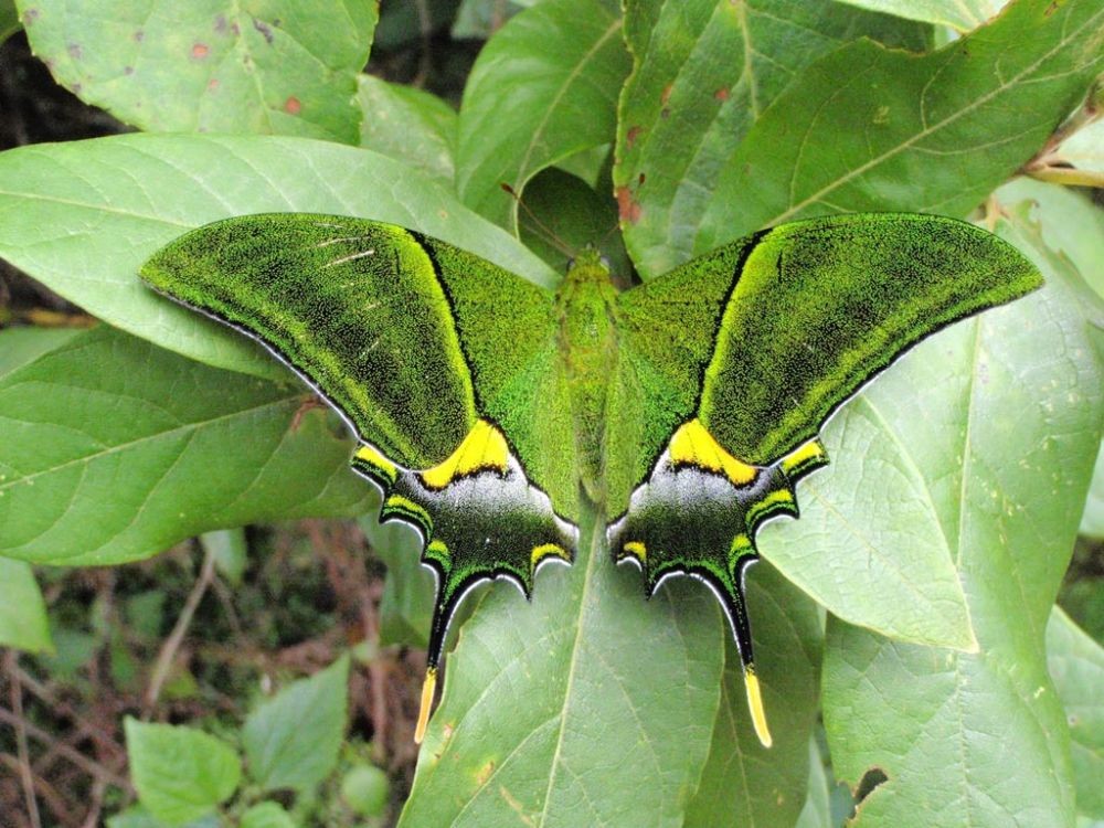 Selamat Hari Kupu-kupu Sedunia, Inilah 10 Spesiesnya yang Paling Unik!