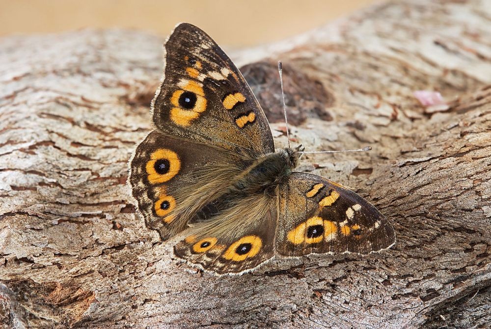 10 Spesies Kupu  kupu  Paling Unik di Dunia Ini Cantik Banget