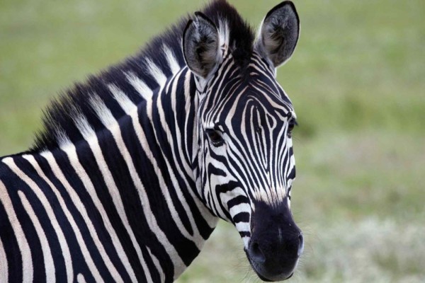 Terkeren 23 Gambar Warna Zebra Gani Gambar