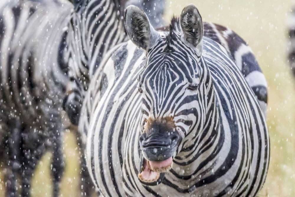 Gambar Togel Zebra
, Kenapa Zebra Punya Belang Belang Berikut Ini 10 Fakta Uniknya