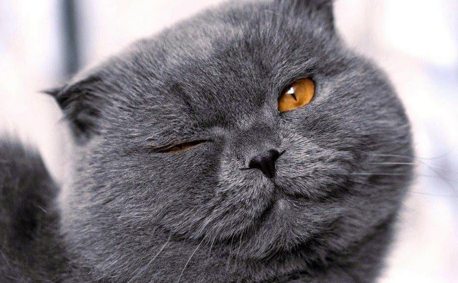 Bikin Sedih! Inilah 7 Alasan Kenapa Bangkai Kucing Jarang Ditemukan