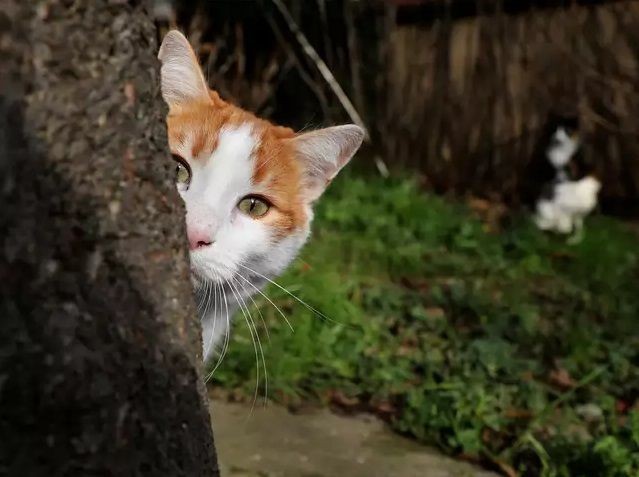 Alasan Bangkai Kucing Jarang Ditemukan, 7 Fakta Bikin Nangis