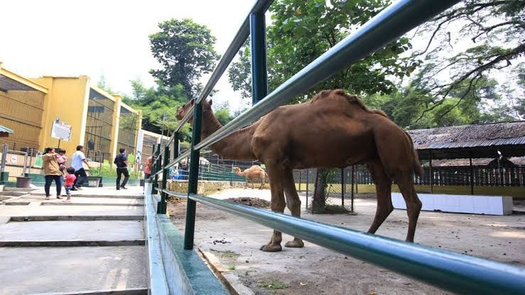 Tak Bayar Pajak, Puluhan Orang Dukung Bandung Zoo Tak Disegel