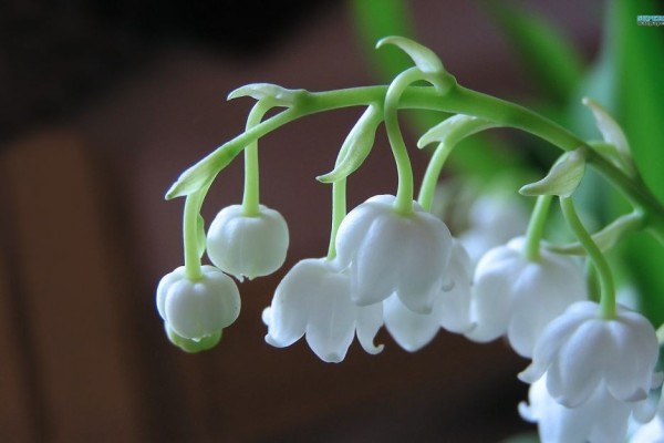 10 Khasiat Bunga Lily of The Valley, Si Cantik yang Juga Beracun