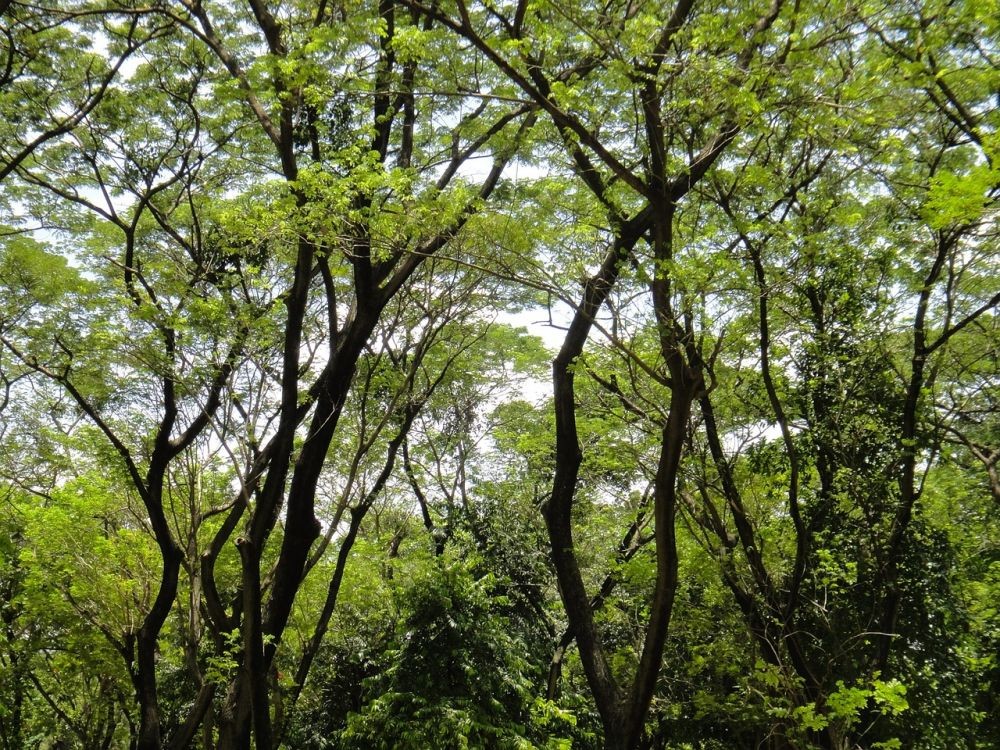 Hari Hutan Sedunia: Menilik Kondisi Terkini Hutan di Sulawesi Selatan