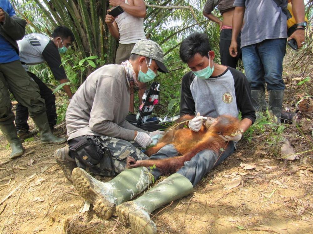 Orangutan Ditemukan Kurus dan Lemah di Ladang Sawit Masyarakat