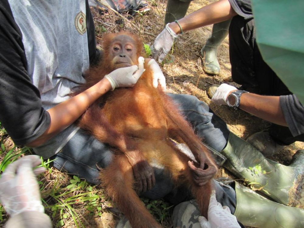 Orangutan Ditemukan Kurus dan Lemah di Ladang Sawit Masyarakat