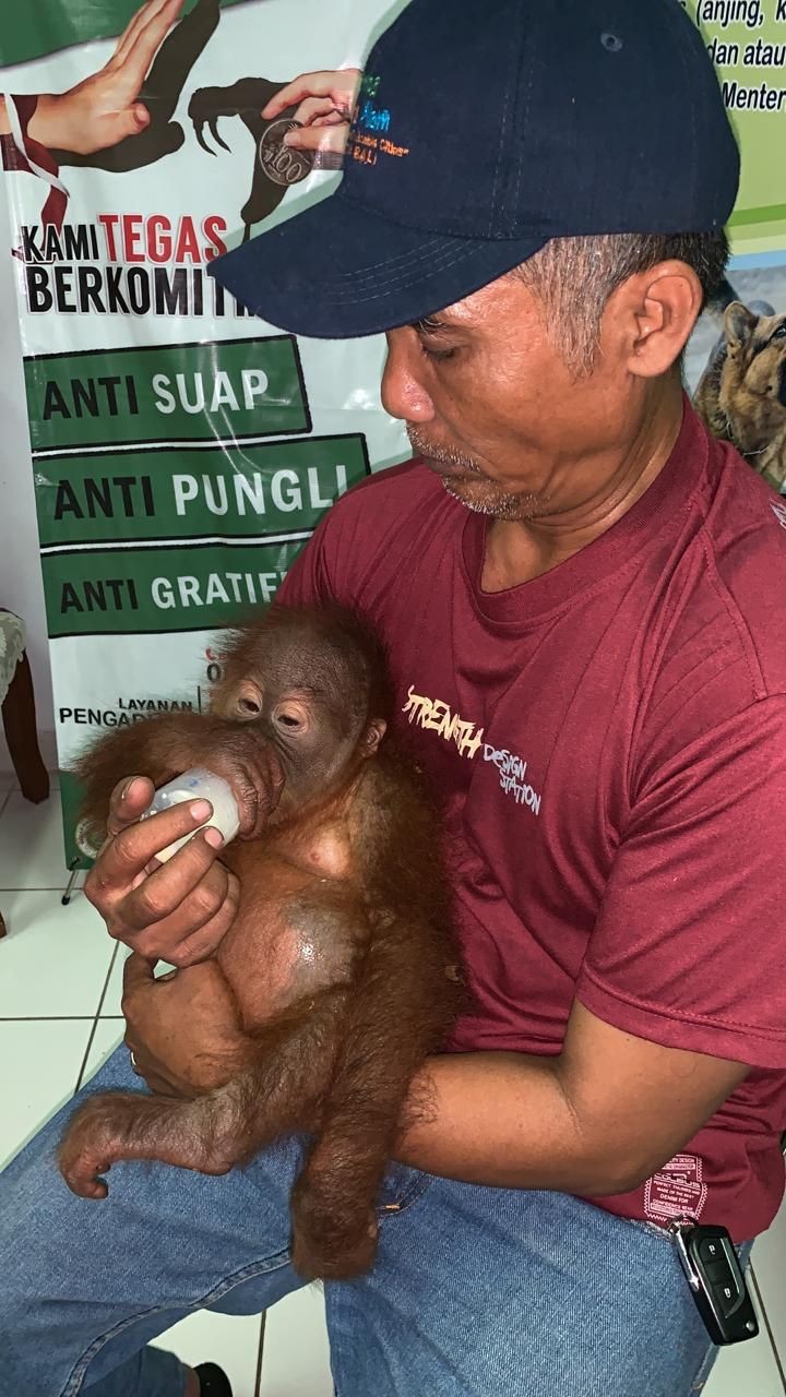 WNA Rusia Ketahuan Bawa Orangutan Dalam Koper di Bandara Ngurah Rai