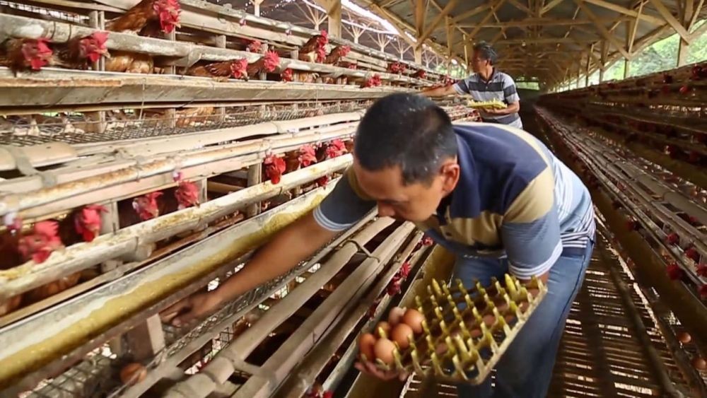 Mati Mendadak, Ratusan Ayam Warga Bandung Barat Kena Flu Burung