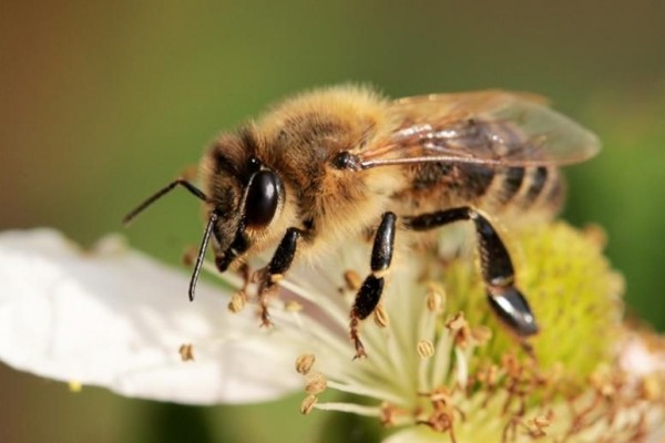 8 Hal yang Akan Terjadi jika Lebah Punah, Termasuk Kiamat