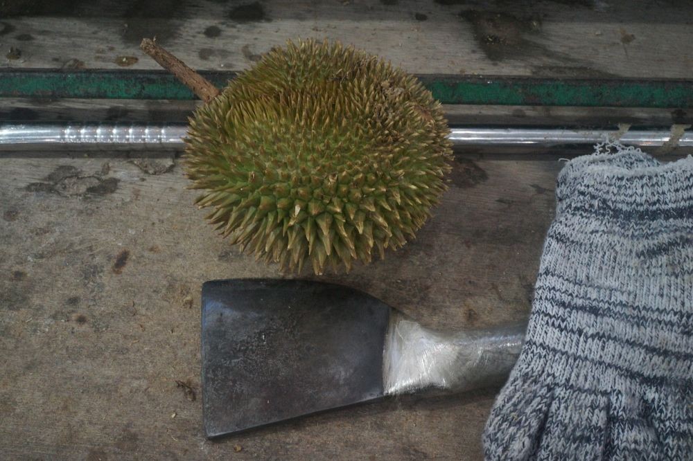Doyan Durian? Ini 4 Destinasi Sulsel yang Wajib Kamu Singgahi!