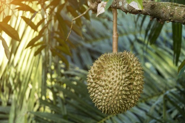 Mengenal Durian Kunyit, Si Manis Legit Khas Pupuan Tabanan Tapi Langka