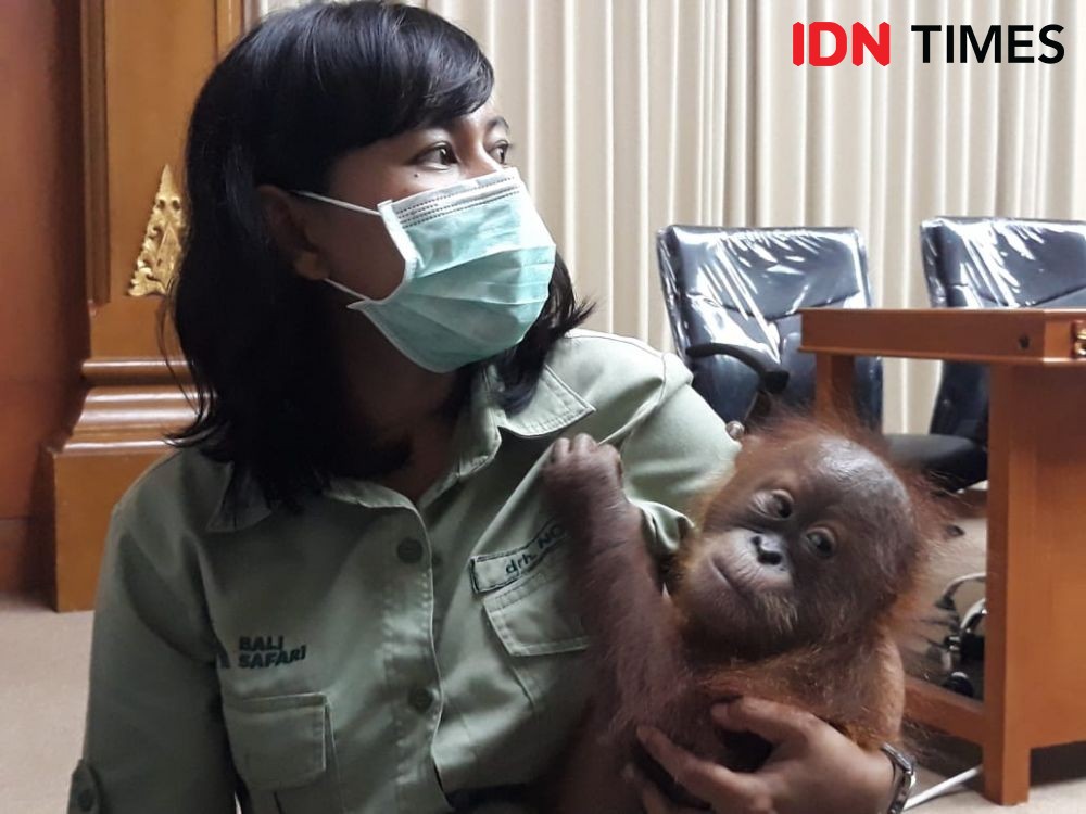 Orangutan yang Hendak Diselundupkan dari Bali akan Dijual di Rusia