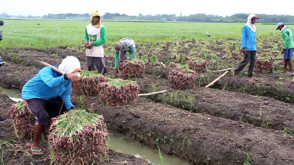 Petani Bawang Merah di Cirebon Nikmati Panen Perdana di 2019