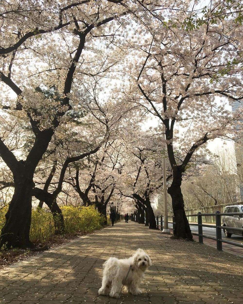 5 Lokasi Di Korea Selatan Ini Menyuguhkan Pesona Sakura Seindah Jepang