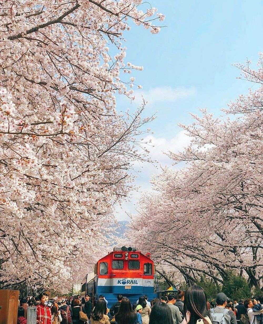 5 Lokasi Di Korea Selatan Ini Menyuguhkan Pesona Sakura Seindah Jepang