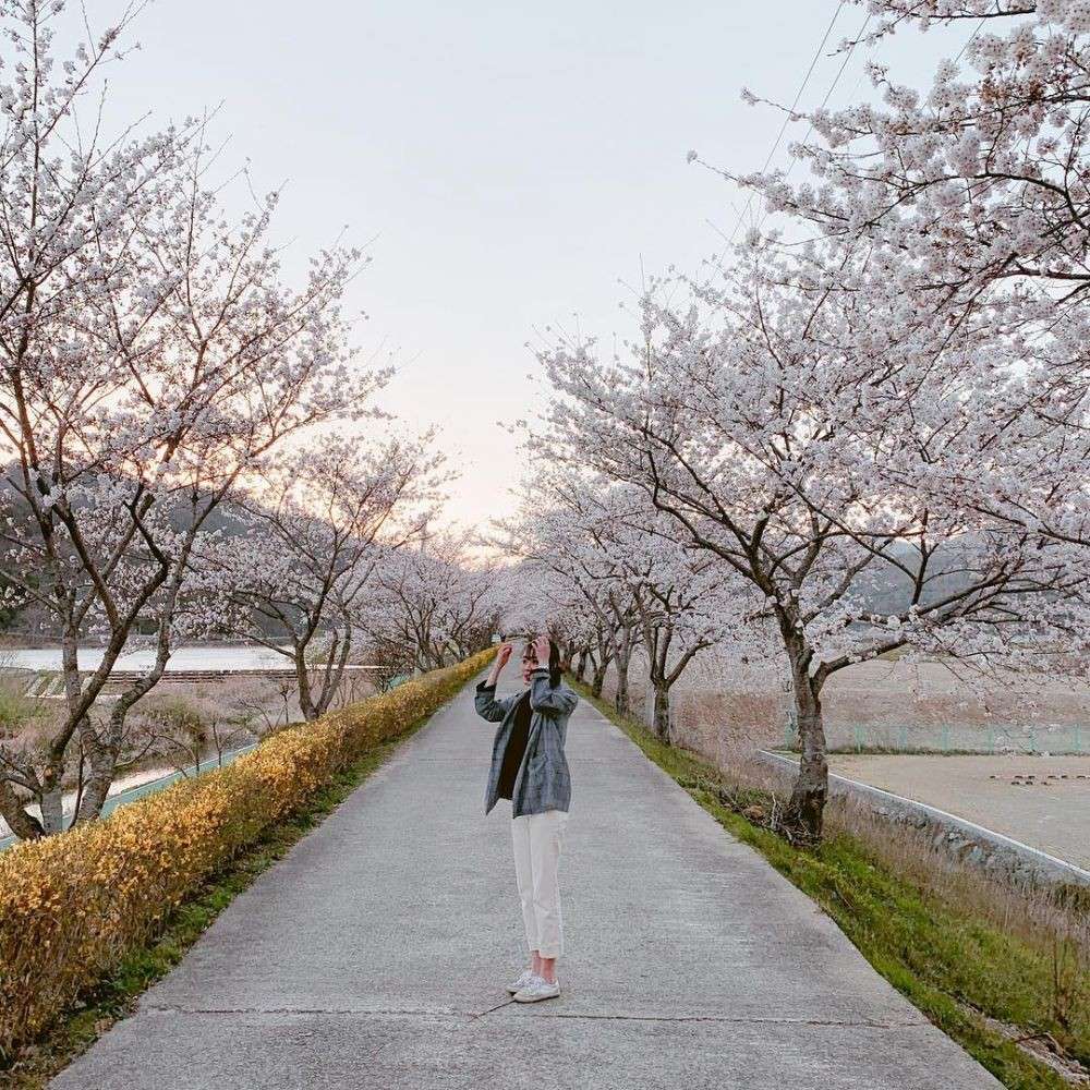 5 Lokasi Di Korea Selatan Ini Menyuguhkan Pesona Sakura Seindah Jepang