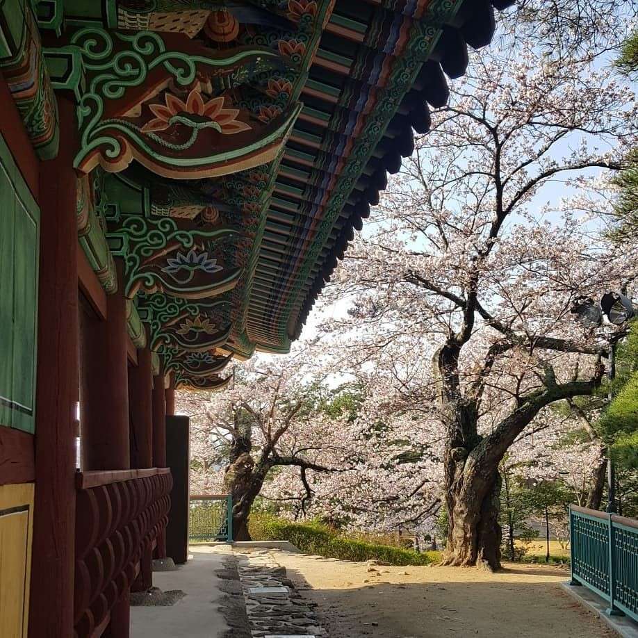 5 Lokasi Di Korea Selatan Ini Menyuguhkan Pesona Sakura Seindah Jepang