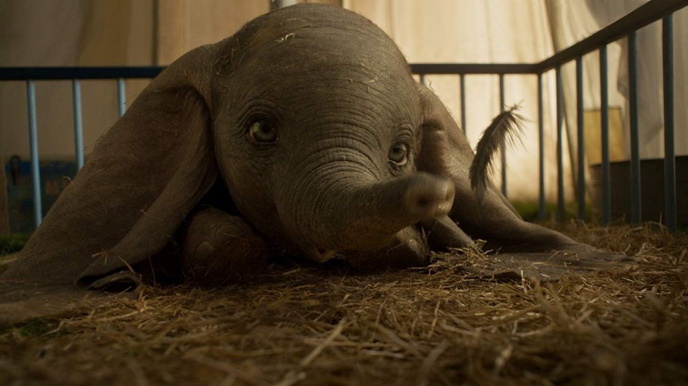 Dumbo, Gajah Sumatera Langka Meninggal di Kebun Binatang Surabaya