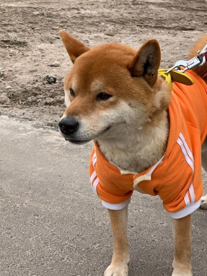 21+ Gambar Lucu Anjing Polisi - Gambar Gokil dan Lucu