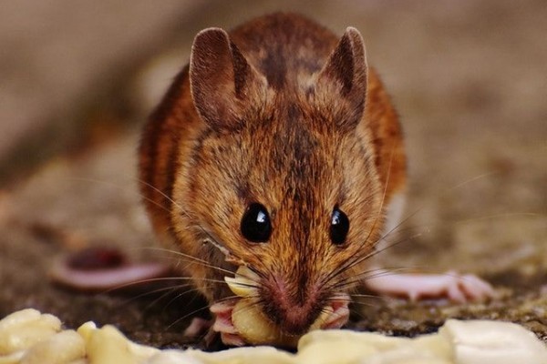 Cara mengusir tikus obat tradisional