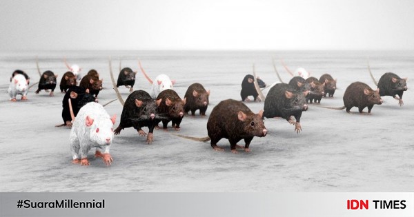 Ini 7 Penyebab Kenapa Bisa Banyak Tikus Di Rumahmu Bisa Dihindari Lho