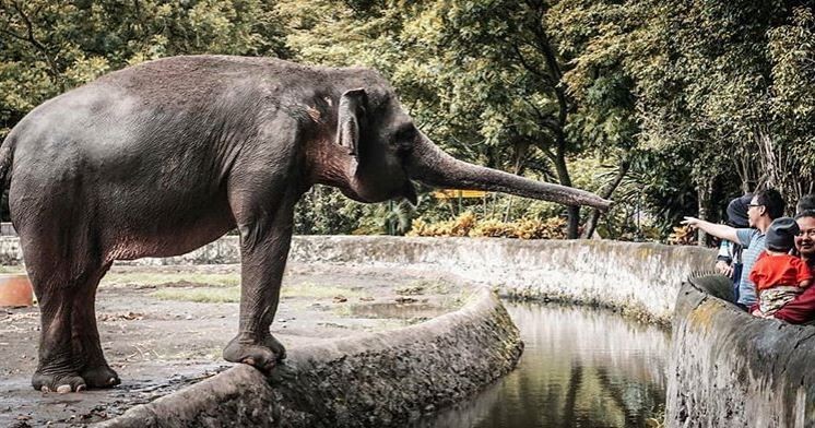 Viral Nikahan di Gembira Loka Zoo, Persiapan Gak Main-Main