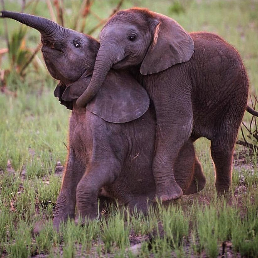 Anak Gajah Sumatra Ditemukan Dengan Kondisi Belalai Terkena Jerat