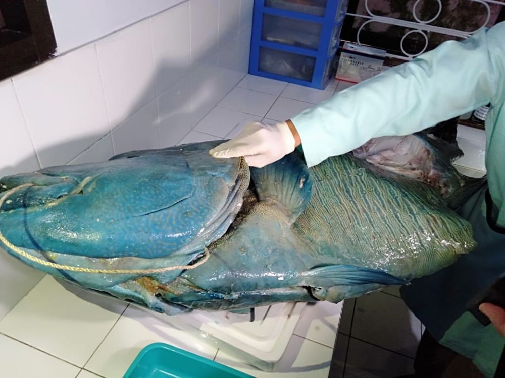 Bangkai Ikan Napoleon Raksasa Ditemukan di Pantai Bira