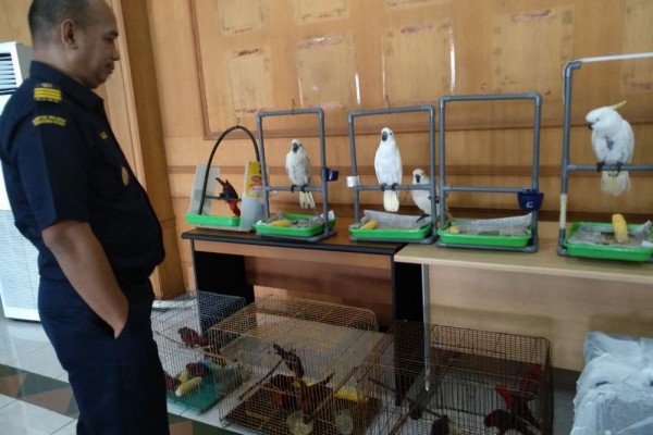 Bea Cukai Belawan Gagalkan Penyelundupan Burung Langka asal Pulau Buru