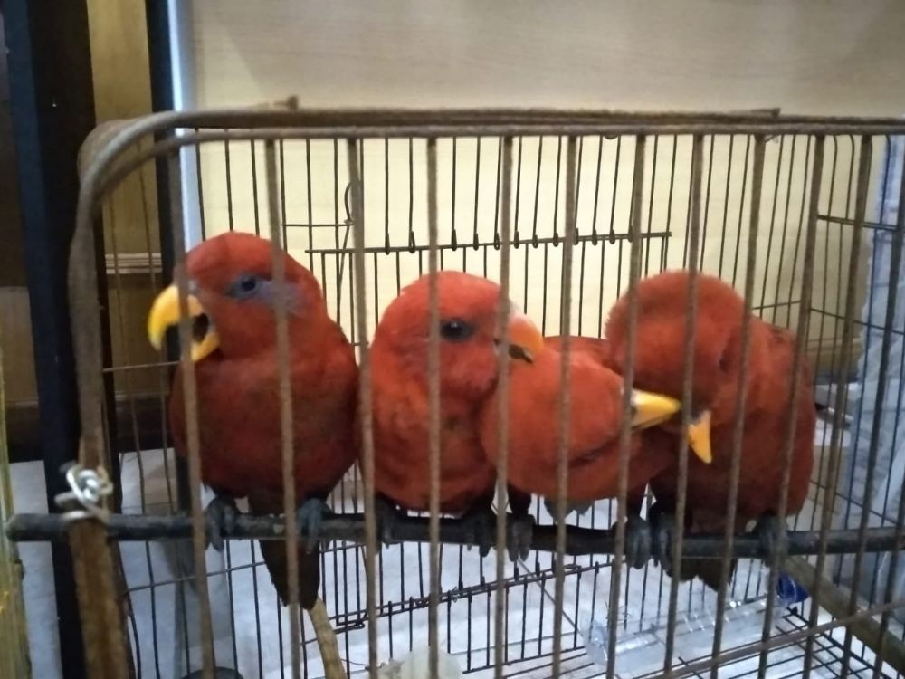 Bea Cukai Belawan Gagalkan Penyelundupan Burung Langka asal Pulau Buru