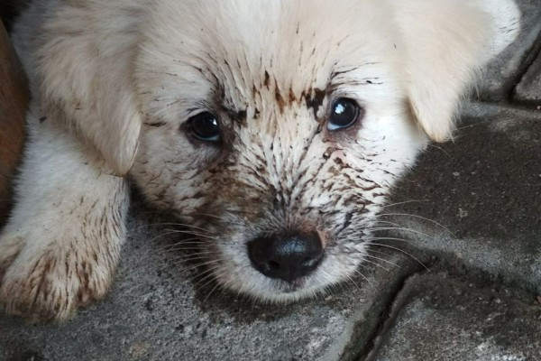 Makan Daging Anjing Langgar Undang Undang