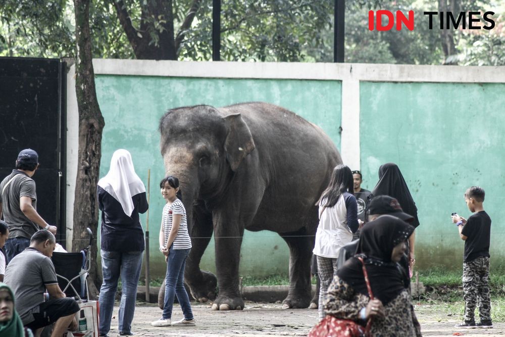 Pengunjung Bandung Zoo Diprediksi Membludak Usai Tahun Baru