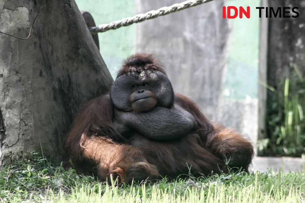 Disebut Berutang Rp13,5 M ke Pemkot, Kebun Binatang Bandung Buka Suara