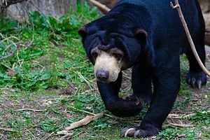 Warga Pagar Alam Panik, Beruang Masuk Kampung jadi Tamu Hajatan
