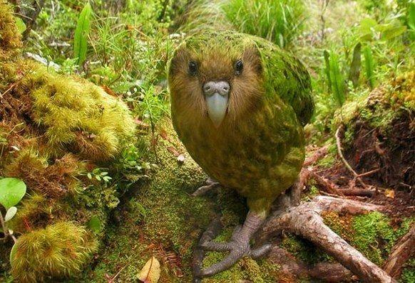 Burung Kakapo: Keindahan dan Harapan bagi Masa Depan Spesies Langka