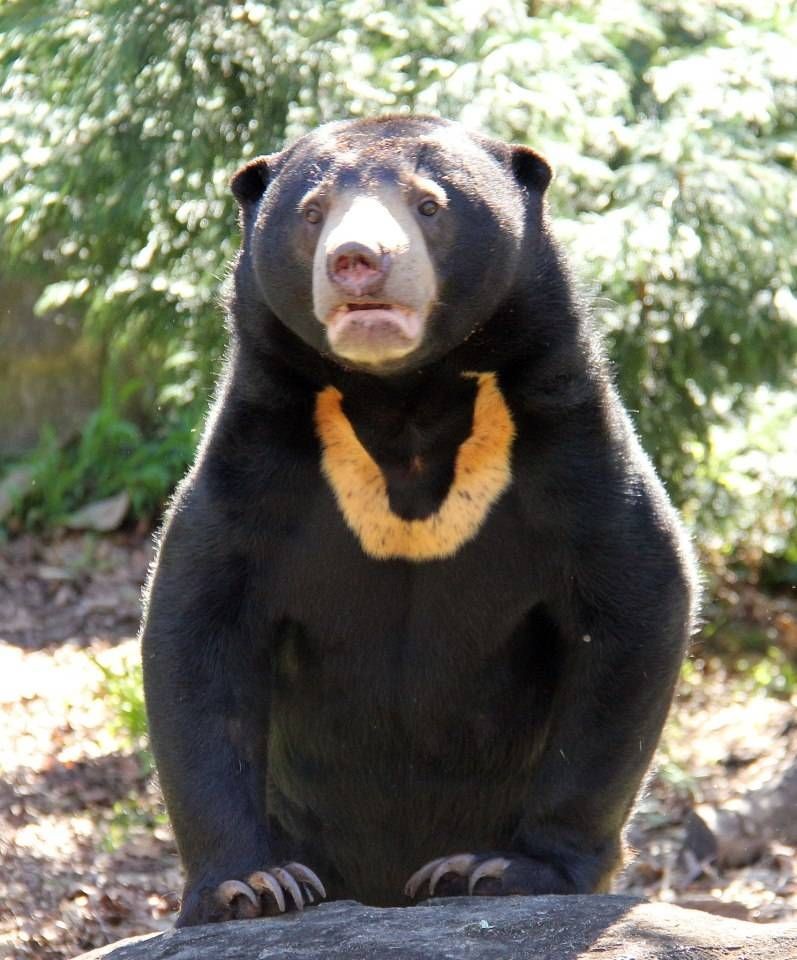 5 Fakta Beruang Madu  Maskot Balikpapan
