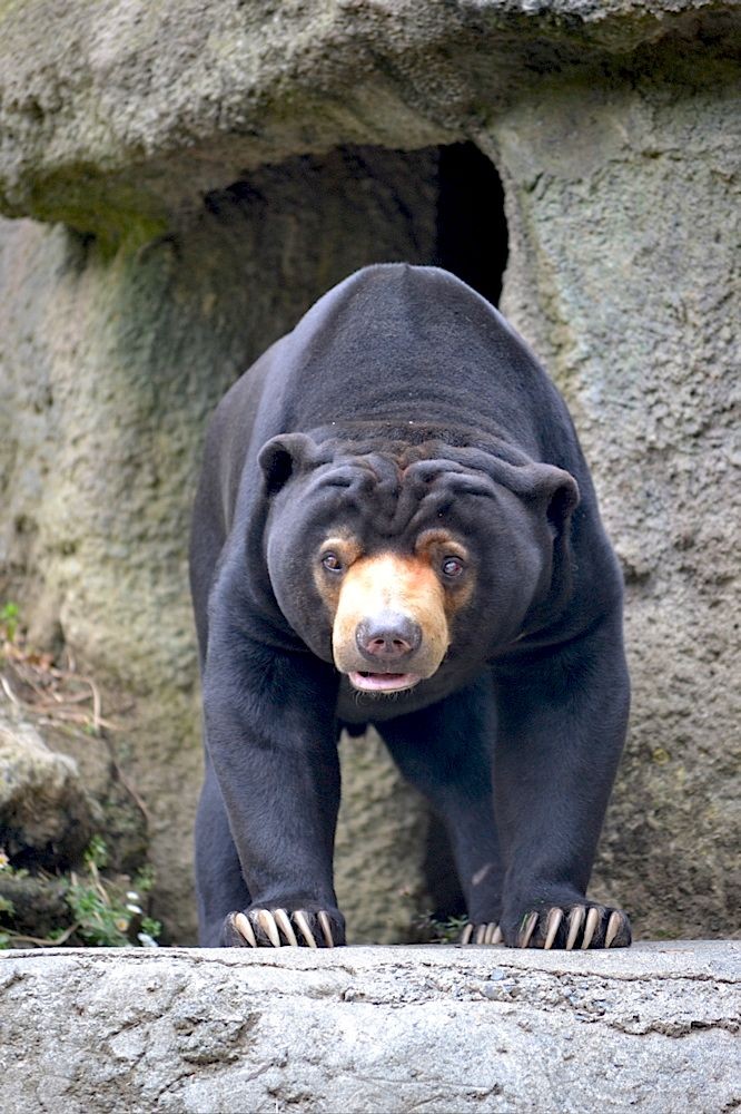 5 Fakta Beruang Madu, Maskot Balikpapan