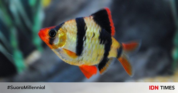 7 Jenis Ikan Hias Air Tawar yang Menarik untuk Dipelihara