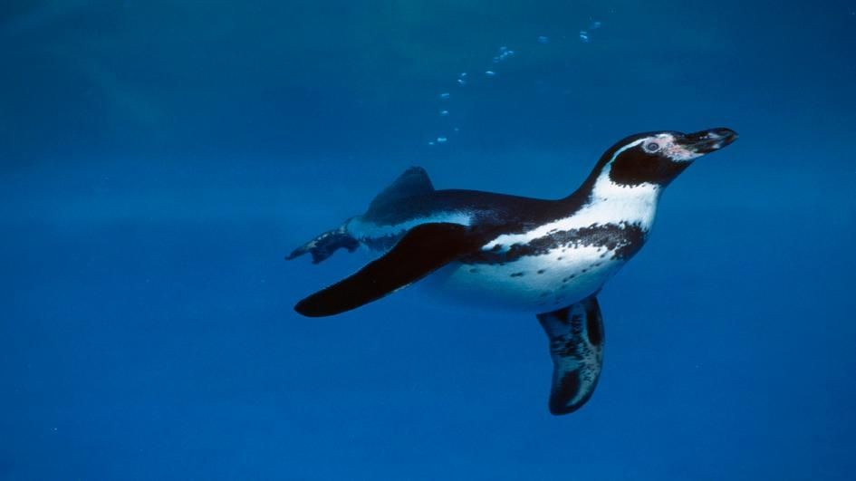 Fakta-fakta Menarik Tentang Pinguin yang Bikin Penasaran! Apa Saja? -  Jurnal Flores