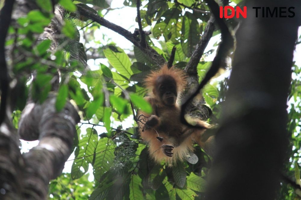 Berburu Aktor di Balik Perdagangan Orangutan, di Sumatra Masih Masif