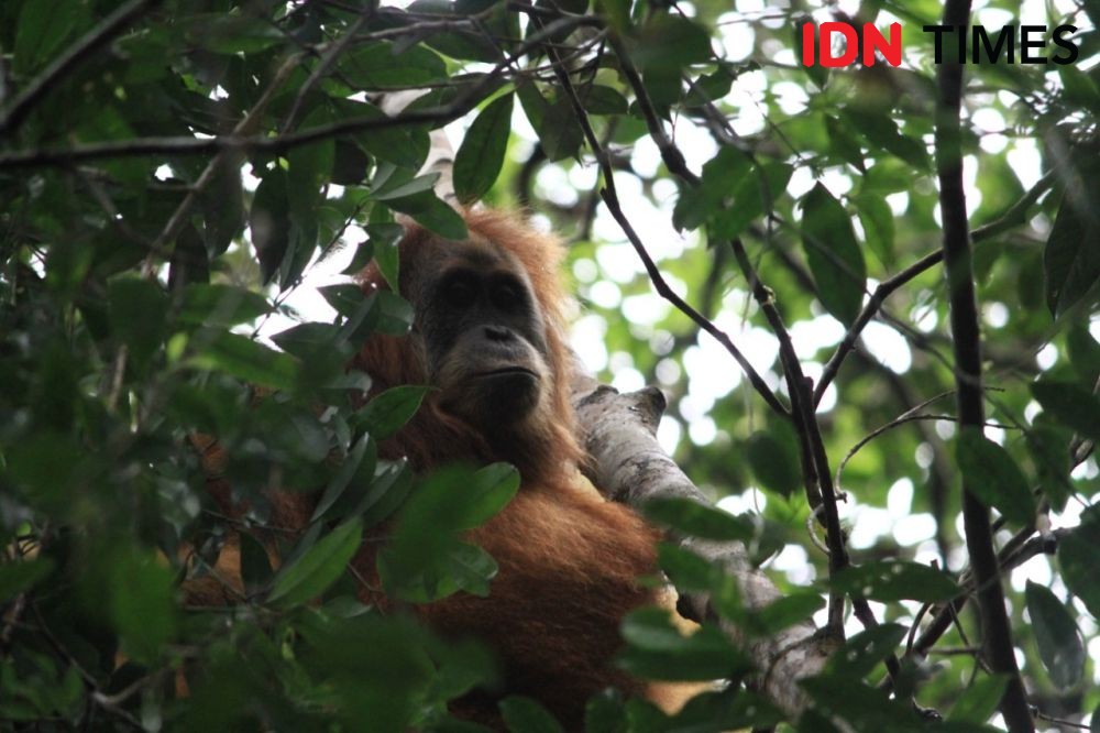 Orangutan Sumatra Dihujam 24 Peluru, Kedua Matanya Buta 
