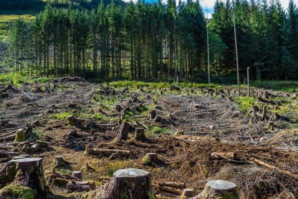 8.500 Hektare Lahan Kritis di Jabar Mulai Direhabilitasi