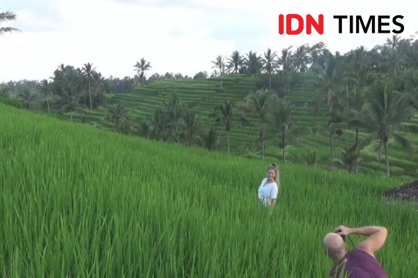 Jadi Polemik, Warisan Budaya Dunia Subak Jatiluwih Diusulkan Dicabut?
